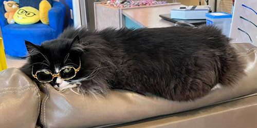 Truffles: The Cat Who Encourages Glasses-Wearing Kids
