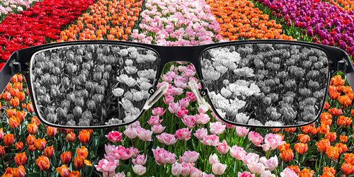 What is Color Blindness: Everything You Want to Know